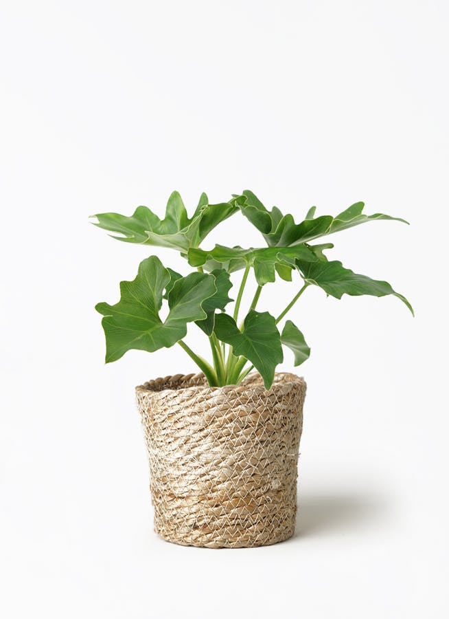 フィロデンドロン セローム ヒトデカズラ | HitoHana（ひとはな）