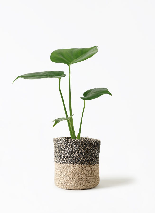 モンステラ　黄金葉　ゴールドリーフ　フルムーンゴールド 3株セット　lsw008 モンステラ 黄金葉 ゴールドリーフ フルムーンゴールド 3株セット