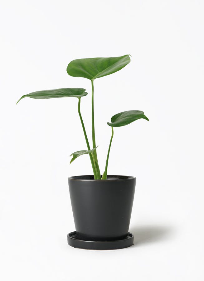 観葉植物 モンステラ 3号 ベラ S 黒 植え替えキット付き | 観葉植物 