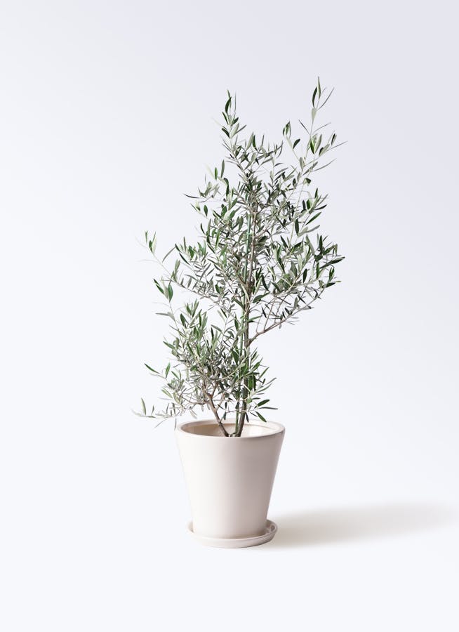 オリーブの木　コラチナ　8号　約110cm　K-134　人気品種　一点物 オリーブの木 コラチナ 8号 約110cm K-134 人気品種 一点物