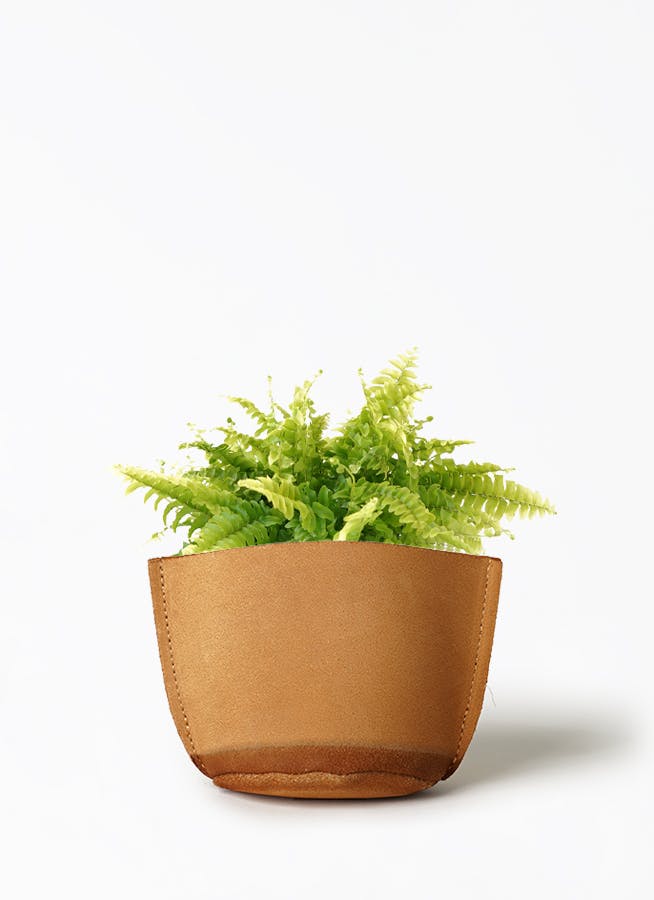 観葉植物 フィロデンドロン 3号 セローム ヒトデカズラ レザー