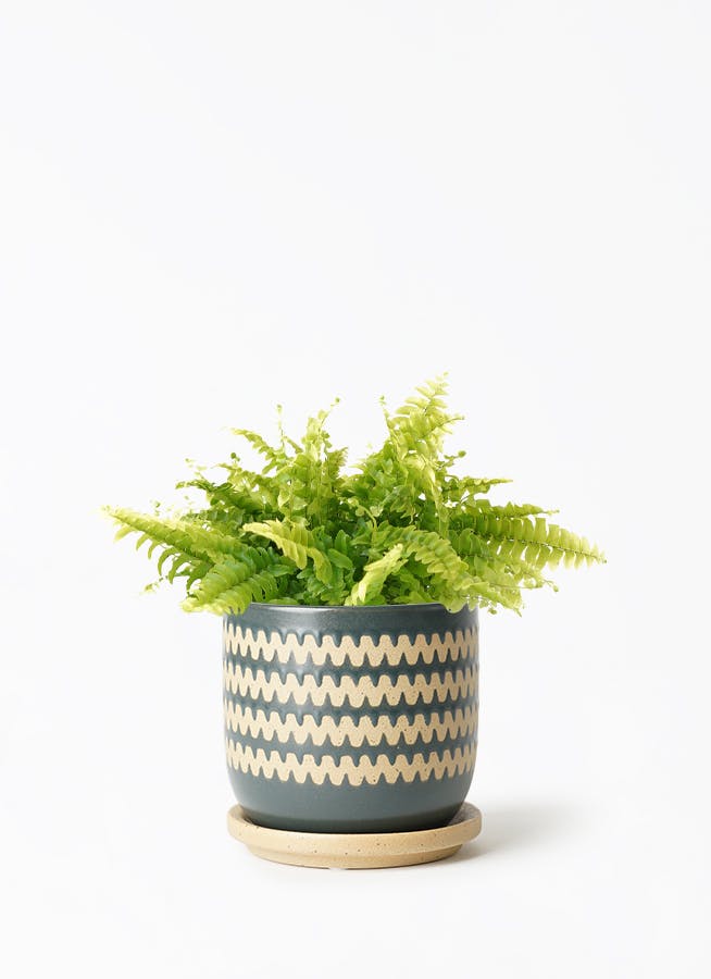 ミニ観葉植物 幾何学模様の鉢カバー付き | HitoHana（ひとはな）