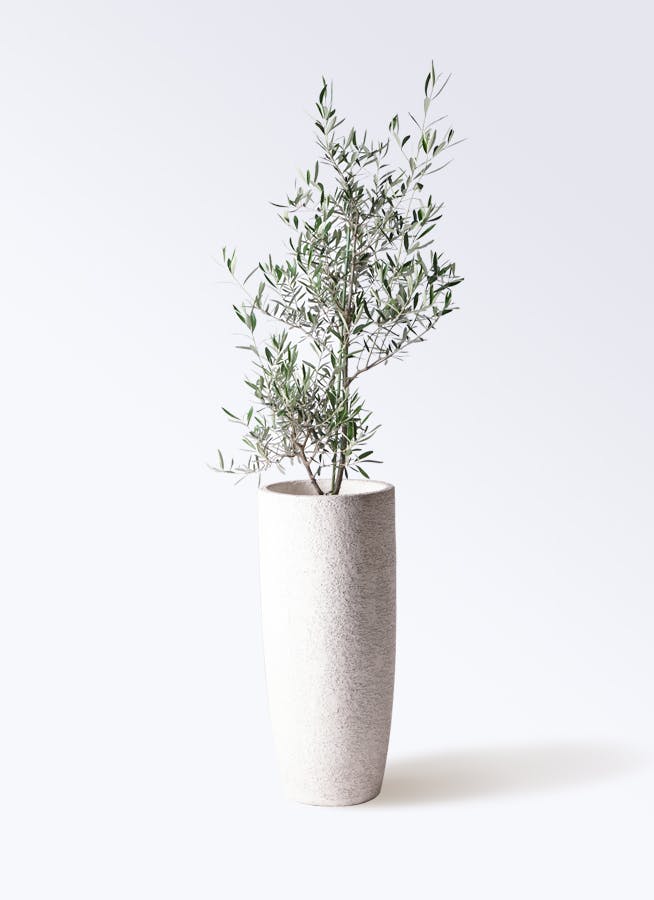 観葉植物 オリーブの木 8号 コラティーナ (コラチナ) エコストーン