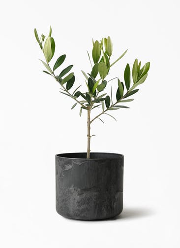 観葉植物 オリーブの木 3号 アートストーン シリンダー ブラック 付き