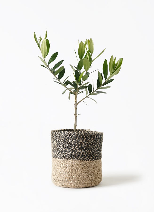 観葉植物 オリーブの木 3号 ジュートバスケット ツートーン 1 付き
