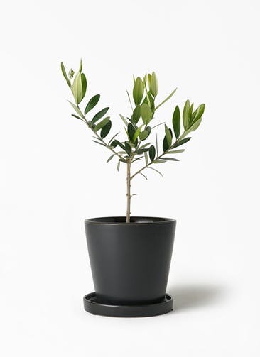 観葉植物 オリーブの木 3号 ベラ S 黒 植え替えキット付き
