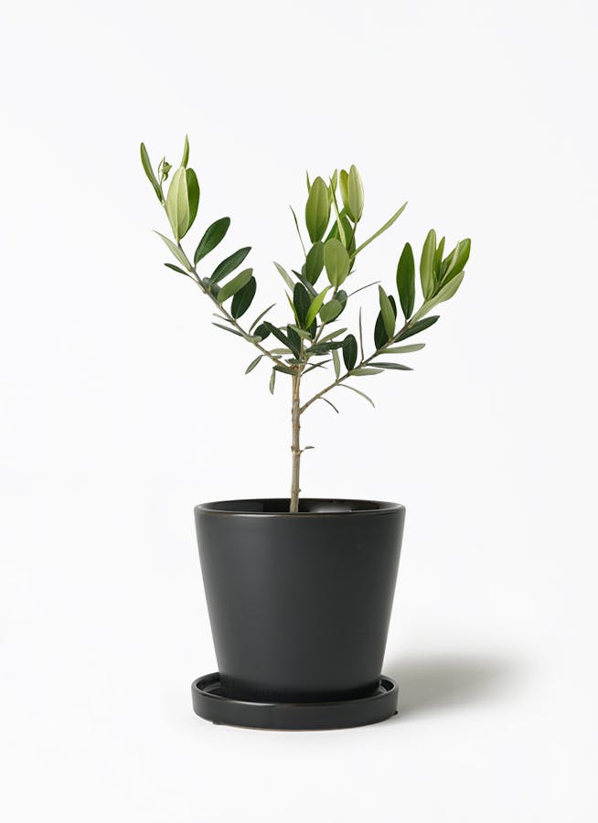 観葉植物 オリーブの木 3号 ベラ S 黒 植え替えキット付き | 観葉植物