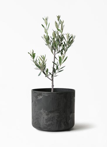 観葉植物 オリーブの木 3号 創樹 アートストーン シリンダー ブラック 付き