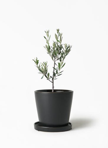 観葉植物 オリーブの木 3号 創樹 ベラ S 黒 植え替えキット付き