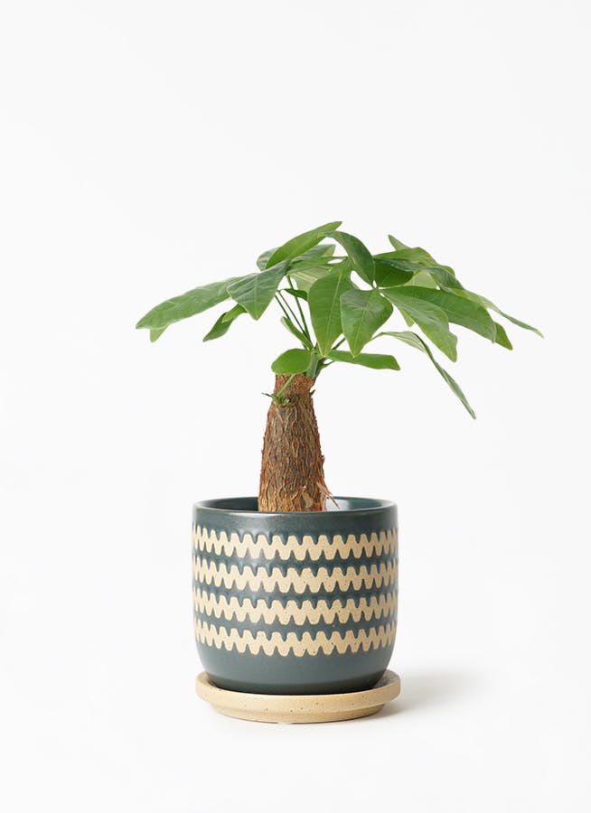 観葉植物 パキラ 3号 朴 インナ 11 G 植え替えキット付き 観葉植物ならhitohana ひとはな