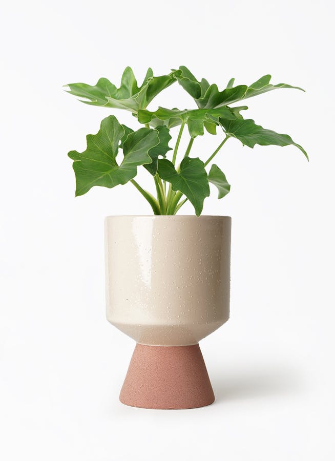 K■フィロデンドロン・セローム/ヒトデカズラ/高さ85cm/葉38cm 観葉植物 フィロデンドロン 6号 セローム ヒトデカズラ スタンダード