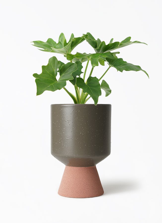 フィロデンドロン　セローム3 観葉植物 フィロデンドロン 3号 セローム ヒトデカズラ ラーケル