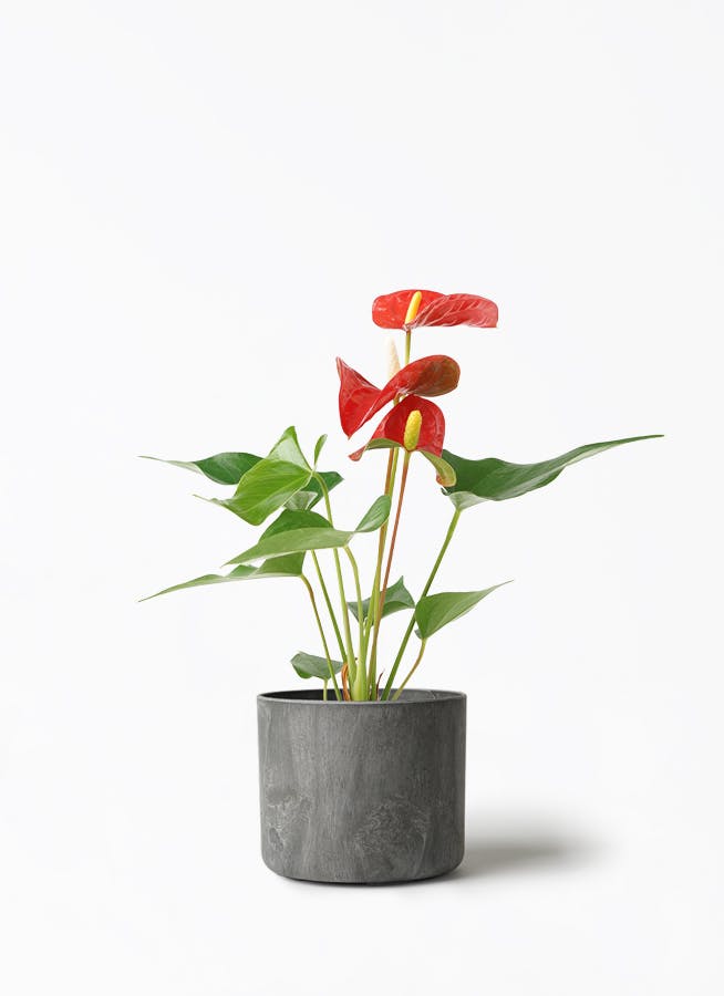 アンスリウム レッド | 観葉植物の通販ならHitoHana（ひとはな）
