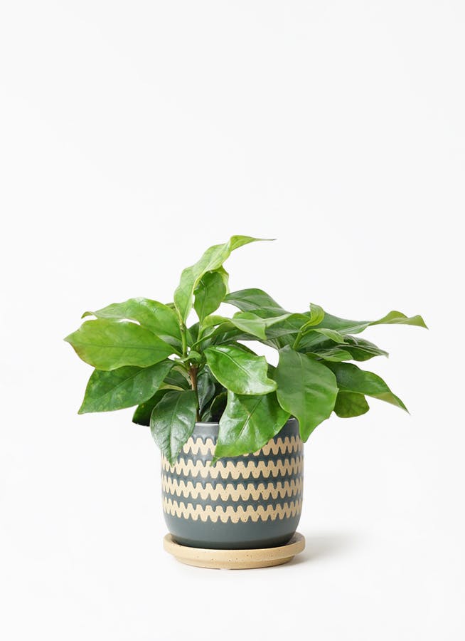 観葉植物 コーヒーの木 3号 インナ 11 G 植え替えキット付き 観葉植物ならhitohana ひとはな