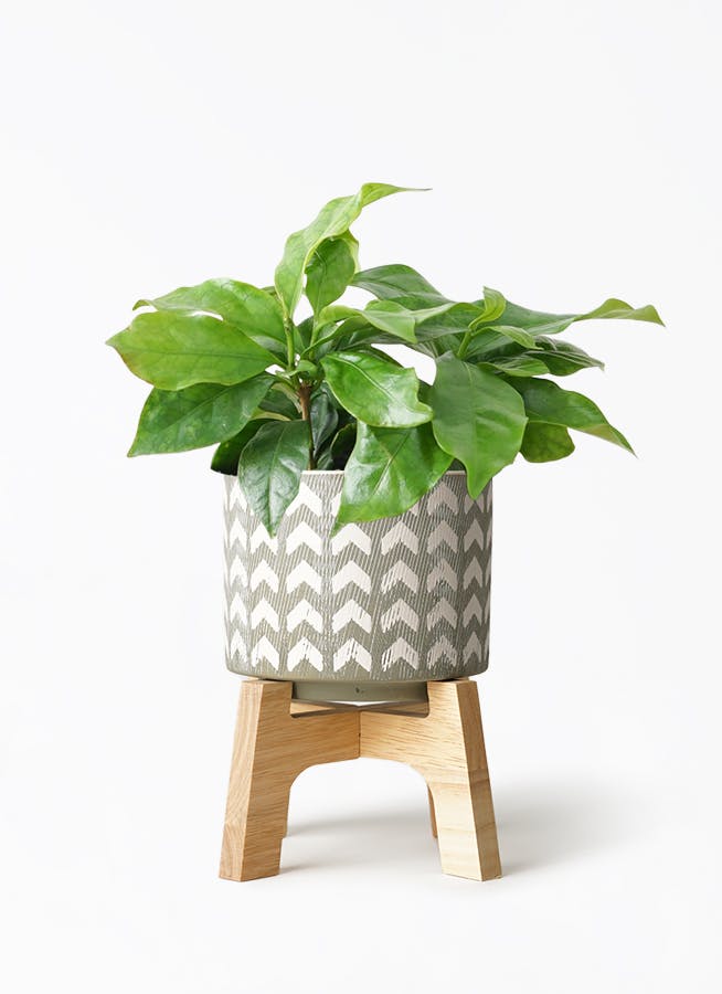 お*す様 【大型】コーヒーの木1m以上コーヒーの花のつぼみあり coffee-7-img01.jpg