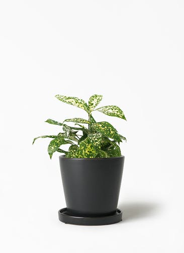 観葉植物 ドラセナ ゴッドセフィアーナ 3号 ベラ S 黒 植え替えキット付き