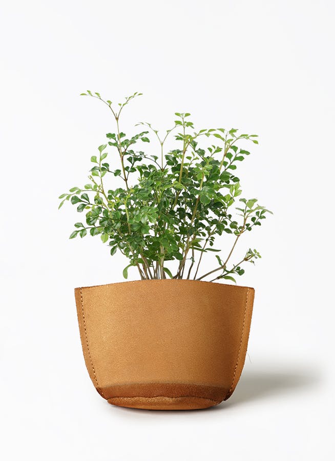観葉植物 フィロデンドロン 3号 セローム ヒトデカズラ レザー