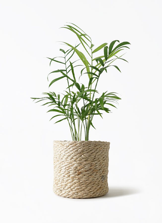 テーブルヤシ | 観葉植物の通販ならHitoHana（ひとはな）
