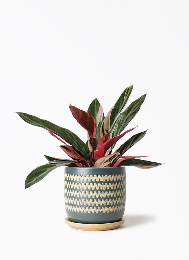 【美苗】激レア　ストロマンテ　トリオスター　斑入り　ゴマ斑　　抜き苗 観葉植物 ストロマンテ トリオスター 4号 インナ 15 G 付き