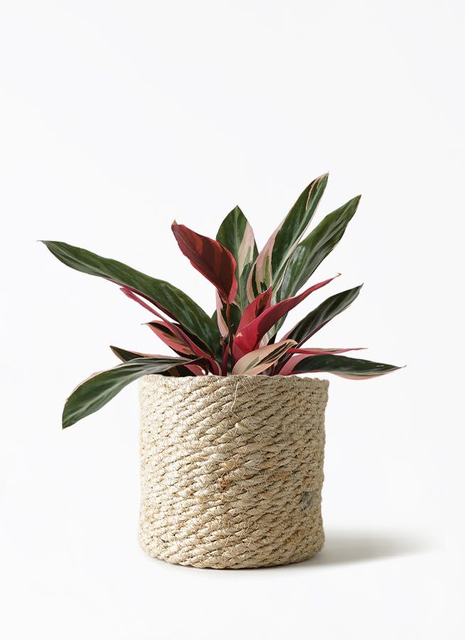 観葉植物 ストロマンテ トリオスター 4号 ジュートポット 1 付き