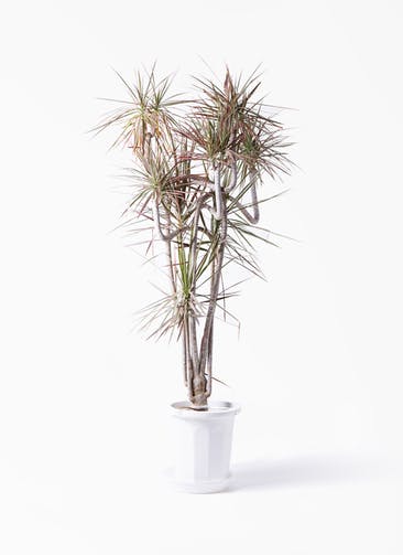 観葉植物 ドラセナ コンシンネ レインボー 10号 曲り プラスチック鉢