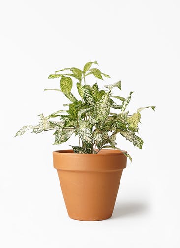 観葉植物 ドラセナ ゴッドセフィアーナ 4号 スタンダードポット 植え替えキット付き