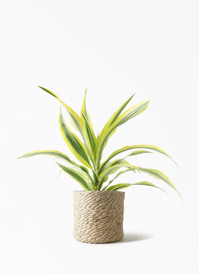 ドラセナ 4号 | 観葉植物の通販ならHitoHana（ひとはな）