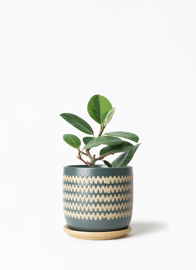 フィカス アルテシーマ 4号 | 観葉植物 | インテリアやギフトに