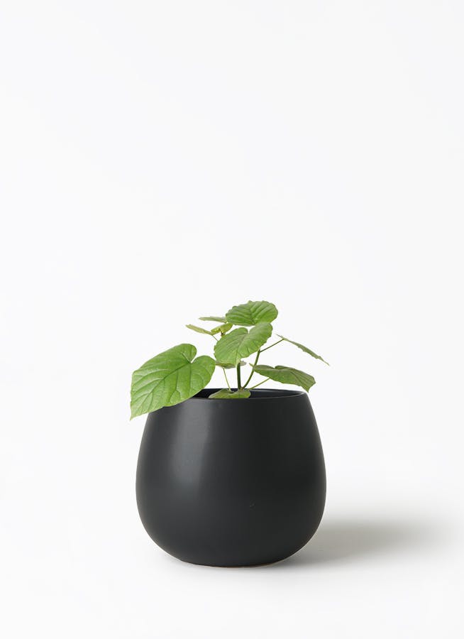 大型観葉植物 フィカスウンベラータ 180cn(画像一番高い植物) 黒の