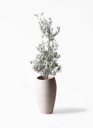 観葉植物 オリーブの木 8号 ピクアル エコストーントールタイプ Light Gray 付き