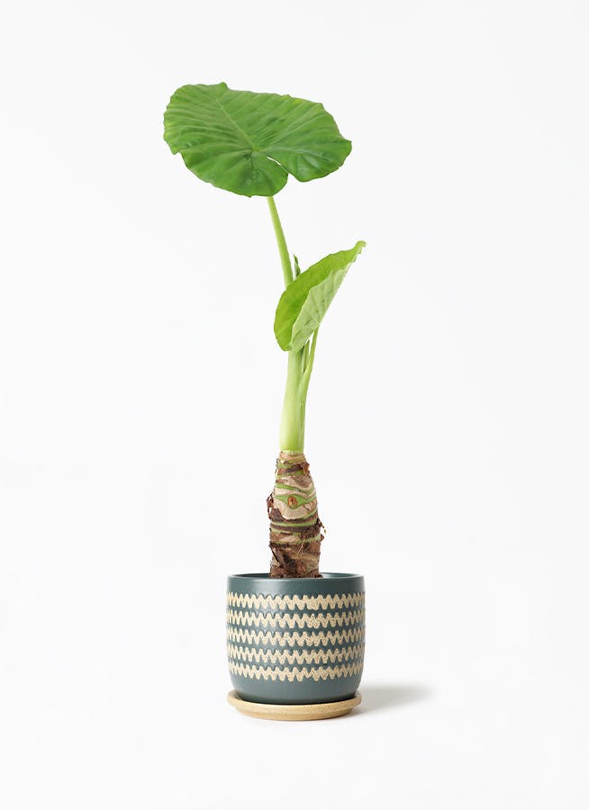 観葉植物 クワズイモ 4号 インナ 1 G 植え替えキット付き 観葉植物ならhitohana ひとはな 観葉植物 クワズイモ 4号 インナ 1 G 植え替えキット付き 観葉植物ならhitohana ひとはな
