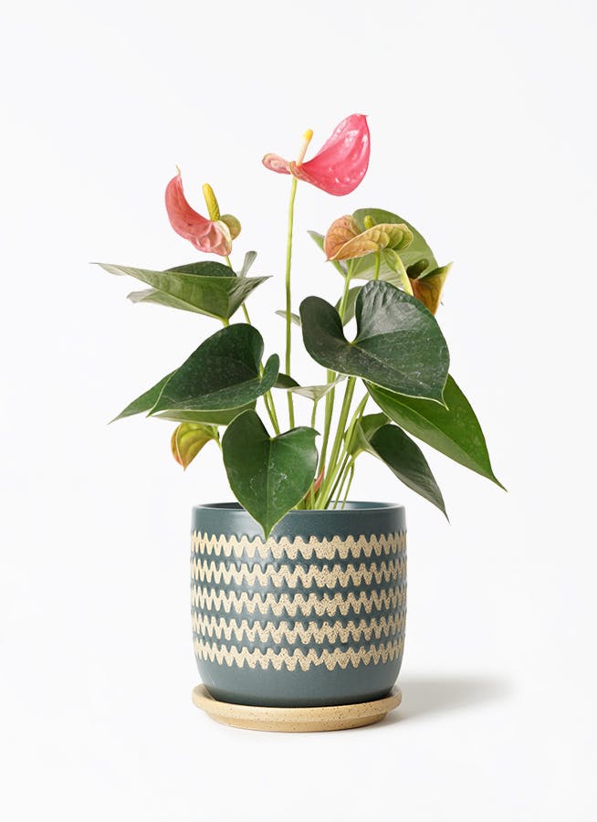 アンスリウム 4号 | 観葉植物 | 送料無料でお届け - Hitohana（ひとはな）