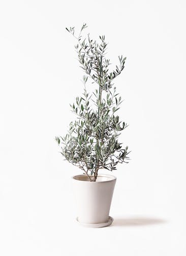 観葉植物 オリーブの木 8号 ピクアル サブリナ 白 付き