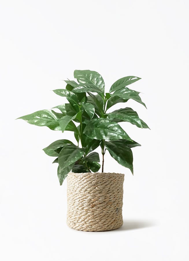 コーヒーの木 4号 | 観葉植物 | 送料無料でお届け - Hitohana（ひとはな）