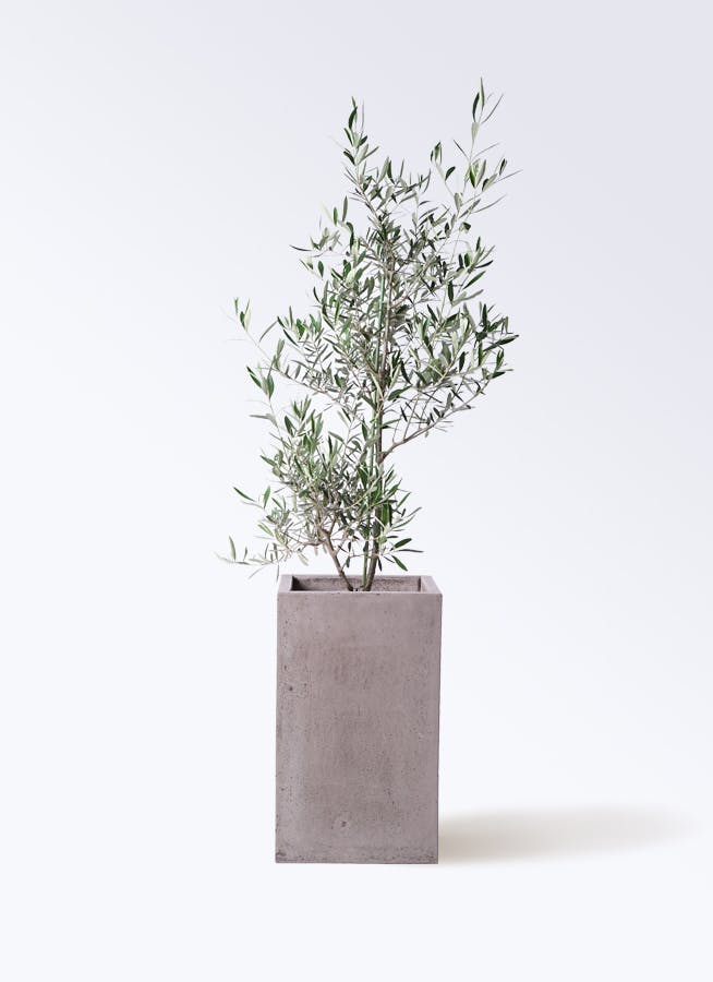 観葉植物 オリーブの木 8号 コラティーナ (コラチナ) セドナロング