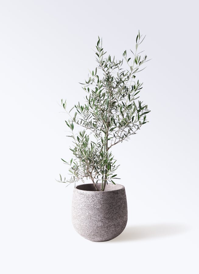 観葉植物 オリーブの木 8号 コラティーナ (コラチナ) エコストーンGray