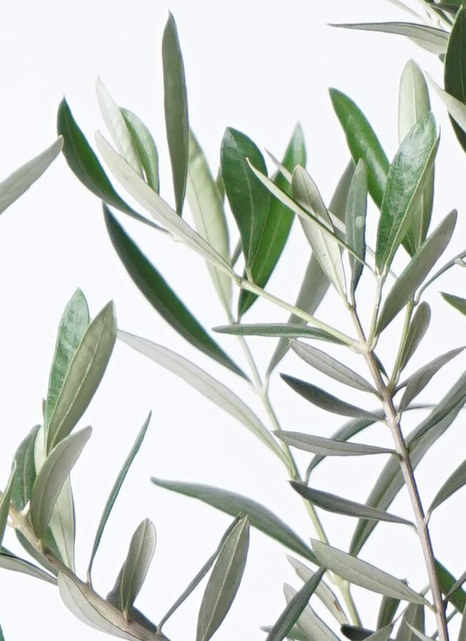 観葉植物 オリーブの木 8号 コラティーナ (コラチナ) ラスター
