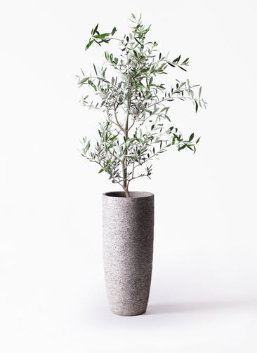 観葉植物 オリーブの木 8号 コレッジョラ エコストーントールタイプ Gray 付き