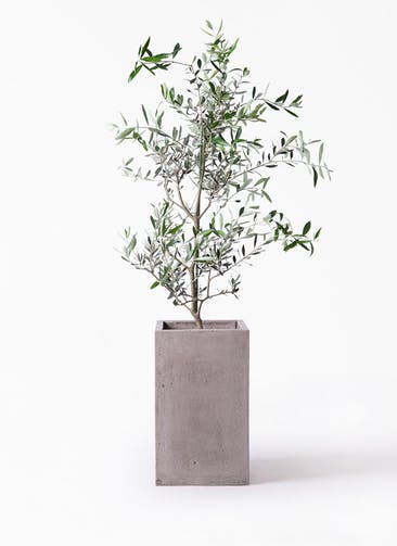 観葉植物 オリーブの木 8号 コレッジョラ セドナロング グレイ 付き