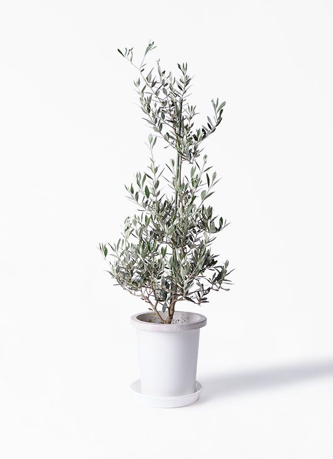 観葉植物 オリーブの木 8号 ピクアル プラスチック鉢 観葉植物ならhitohana ひとはな