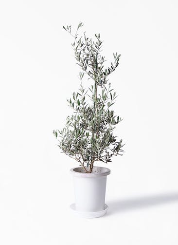 観葉植物 オリーブの木 8号 ピクアル プラスチック鉢