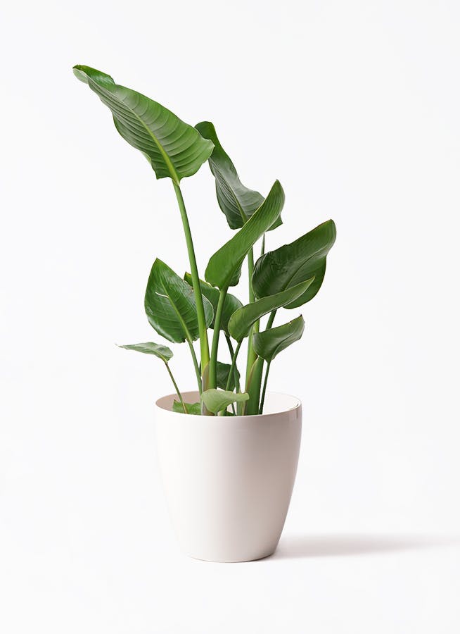 観葉植物 オーガスタ 7号 ラスターポット white 付き | 観葉植物