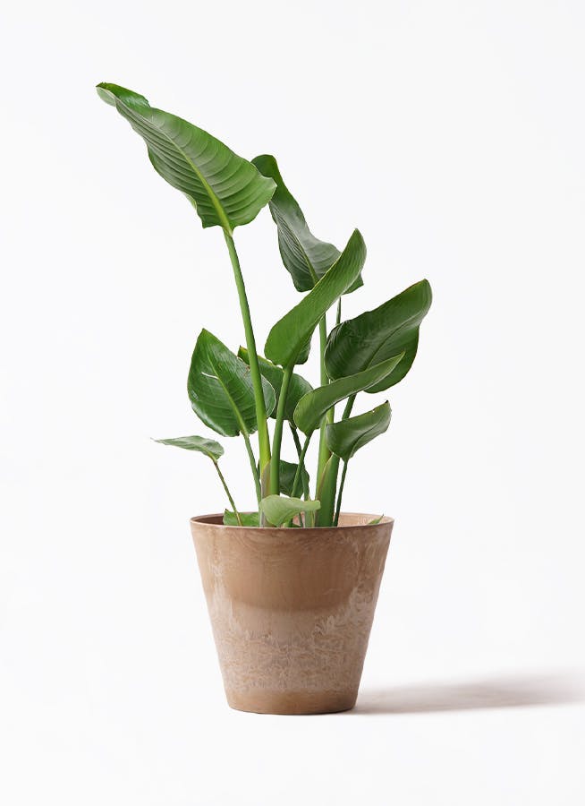 ストレチア　オーガスタ　7号　100cm 楽天市場】観葉植物 ストレリチア・オーガスタ 7号鉢 高さ約80