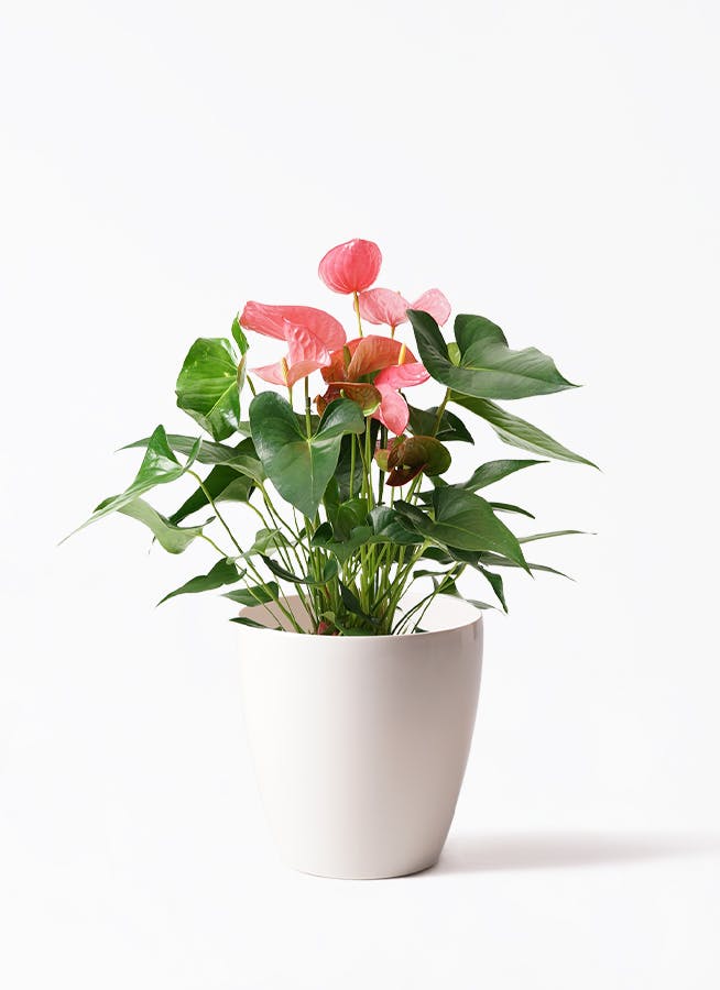 アンスリウム 鉢植え ピンク七寸四種どれか2鉢同じ物でも大丈夫受け皿付き アンスリウム 鉢植え ピンク七寸四種どれか2鉢同じ物でも大丈夫受け皿