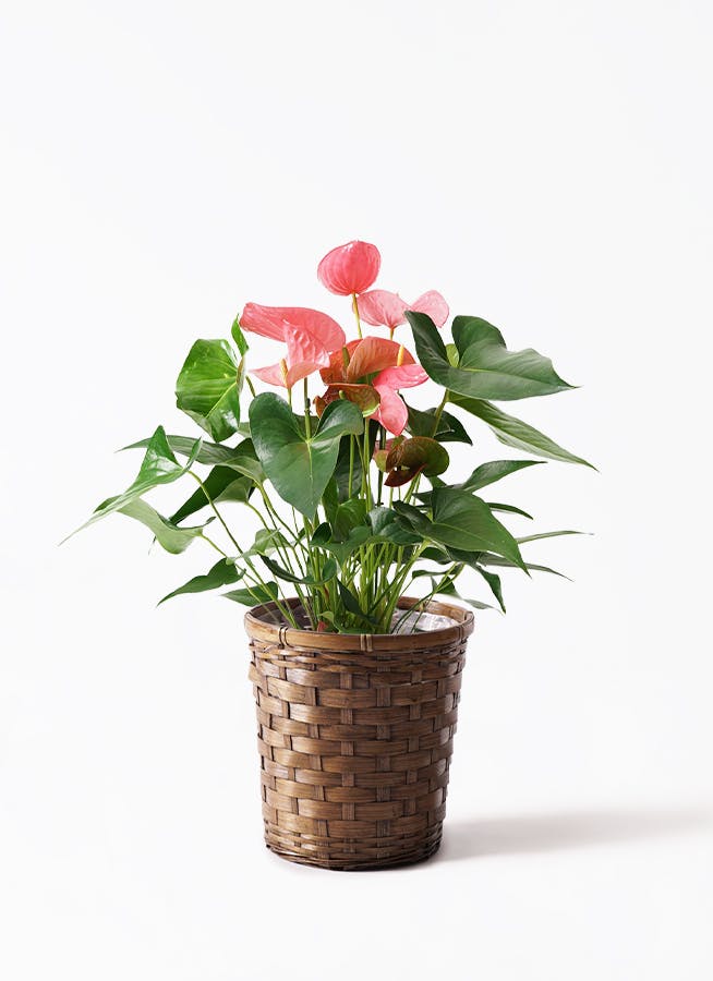 アンスリウム 7号 | 観葉植物の通販ならHitoHana（ひとはな）