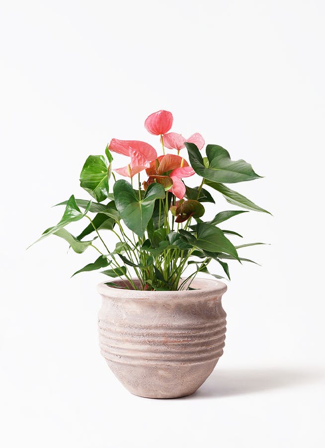 アンスリウム 7号 | 観葉植物の通販ならHitoHana（ひとはな）