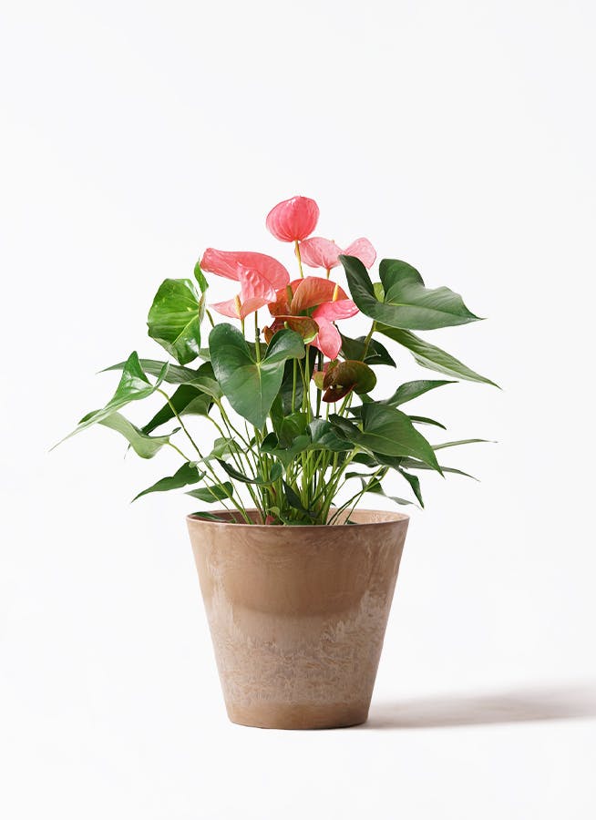 アンスリウム 7号 | 観葉植物の通販ならHitoHana（ひとはな）