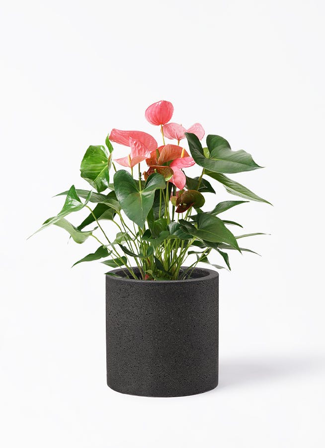 アンスリウム 7号 | 観葉植物の通販ならHitoHana（ひとはな）