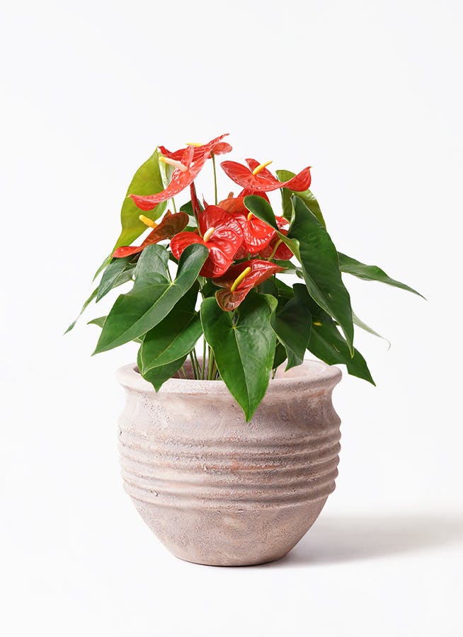 アンスリウム 7号 | 観葉植物の通販ならHitoHana（ひとはな）