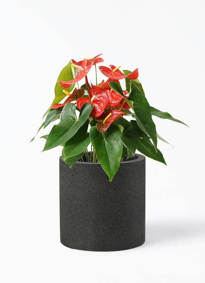 アンスリウム 7号 | 観葉植物の通販ならHitoHana（ひとはな）